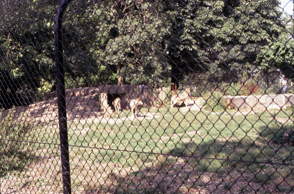 020. Regent's Park. Zoo